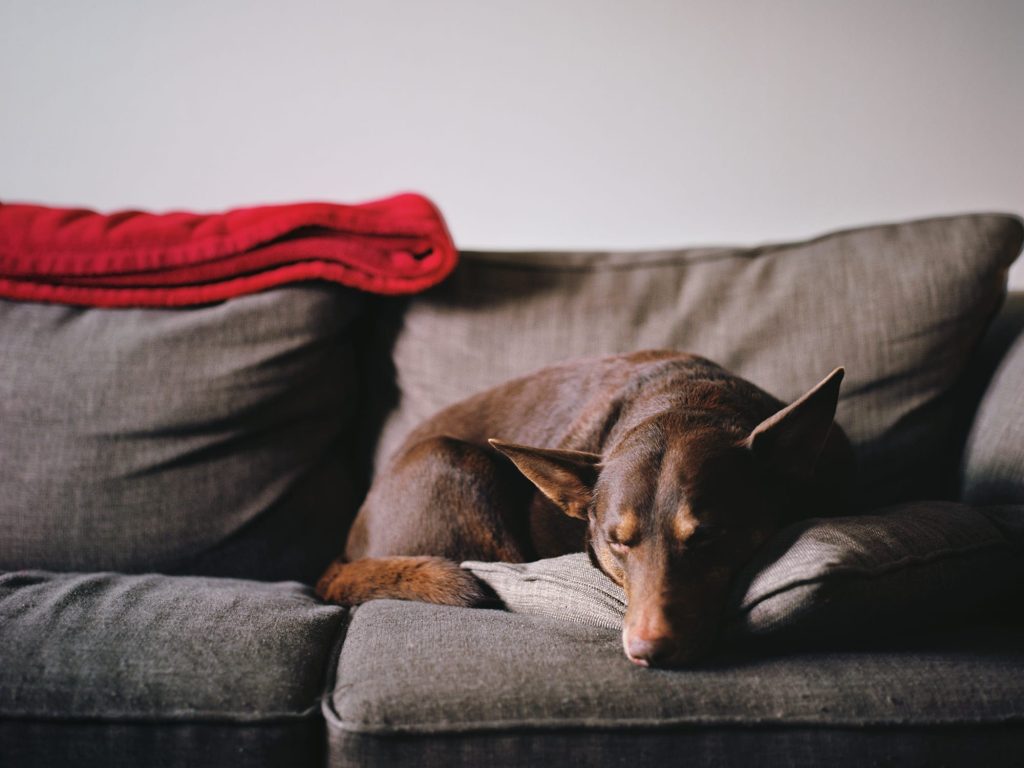 Top tips for renting with pets